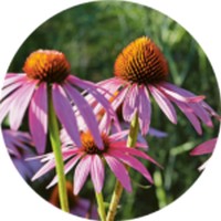 Equinacea - Echinacea Purpurea
