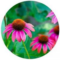 Equinacea - Echinacea Purpurea