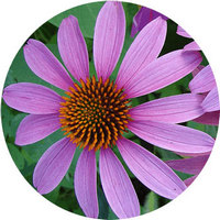 Equinacea - Echinacea Purpurea