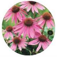 Equinacea - Echinacea Purpurea