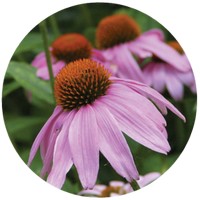 Equinacea - Echinacea Purpurea