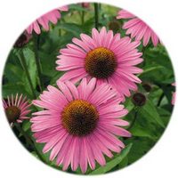 Equinacea - Echinacea Purpurea
