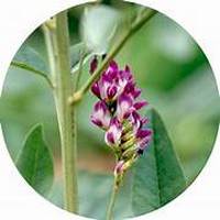 Equinacea - Echinacea Purpurea