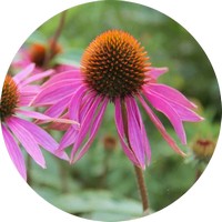 Equinacea - Echinacea Purpurea