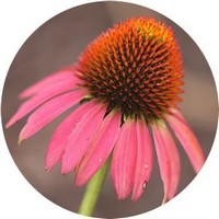 Equinacea - Echinacea Purpurea