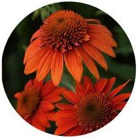 Equinacea - Echinacea Purpurea