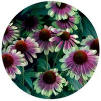 Equinacea - Echinacea Purpurea
