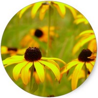 Equinacea - Echinacea Lutea