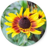 Equinacea - Echinacea Lutea