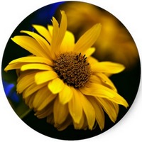 Equinacea Amarilla - Echinacea Paradoxa