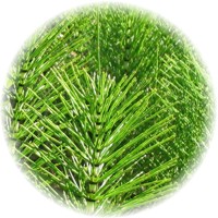 Cola de Caballo - Equisetum Arvense