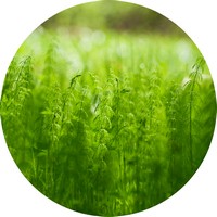 Equisetum Arvense - Horsetail