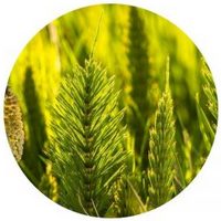 Equisetum Arvense - Horsetail