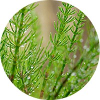 Equisetum Arvense - Horsetail