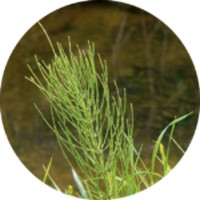 Equisetum Arvense - Horsetail