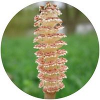 Equisetum - Horsetail