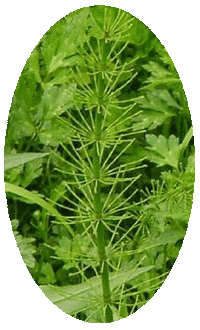 Equisetum Fluviatile