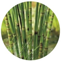 Equisetum Giganteum