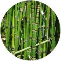 Equisetum Giganteum