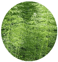Equisetum Sylvaticum