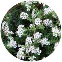 Manzanilla del Cabo - Eriocephalus Africaus