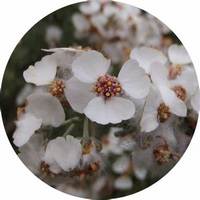 Manzanilla del Cabo - Eriocephalus Punctulatus