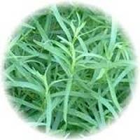 Artemisia Dracunculus