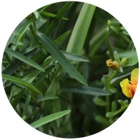 Artemisia Dracunculus