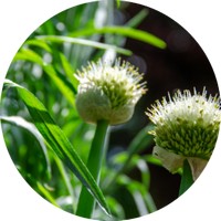 Artemisia Dracunculus