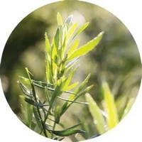 Tarragon - Artemisia Dracunculus