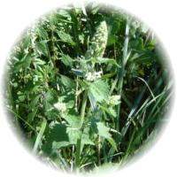 Menta de gato - Nepeta Cataria