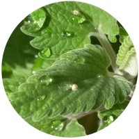 Menta de gato - Nepeta Cataria