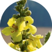 Gordolobo: Verbascum Thapsus - Mullein