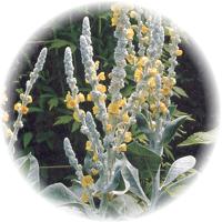 Gordolobo: Verbascum Thapsus - Mullein