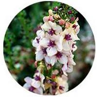 Gordolobo: Verbascum - Mullein