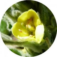 Gordolobo: Verbascum Thapsus - Bouillon Blanc - Mullein
