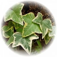 Hiedra: Hedera Helix