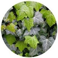 Hiedra: Hedera