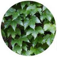 Hiedra terrestre - Glechoma