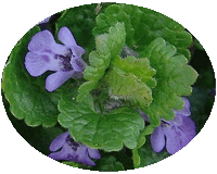 Hiedra terrestre - Glechoma