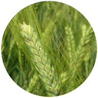 Hierochloe Odorata - Sweetgrass