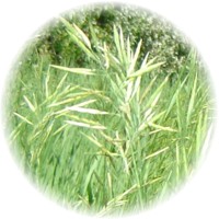Hierochloe Odorata - Sweetgrass