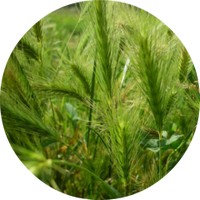 Hierochloe Odorata - Sweetgrass