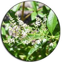 Hierba Luisa: Lippia Citriodora