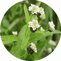 Hierba Luisa: Lippia Citriodora