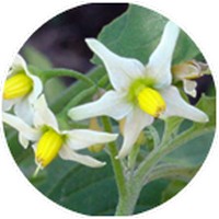 Solanum Nigrum
