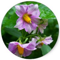 Solanum Nigrum