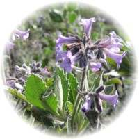 Tanacetum Parthenium