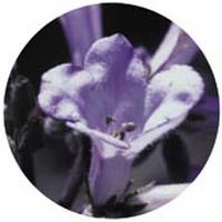 Tanacetum Parthenium