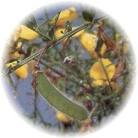 Hiniesta: Genista Tinctoria